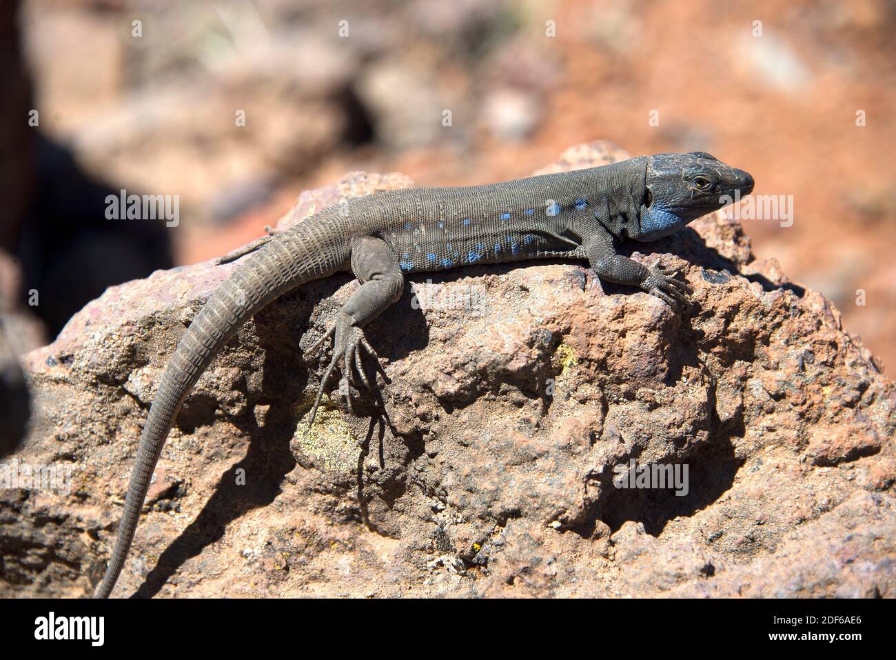 Gallot lizard or western Canaries lizard (Gallotia galloti) is endemic from Teneriffa and La Palma,. Canary islands. This picture was taken in El Stock Photo