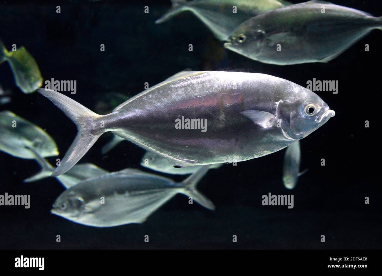 Pompano (Trachinotus ovatus) is an omnivorous edible fish common in the Maditerranean Sea and in the Atlantic Ocean. Perciformes. Carangidae. Stock Photo