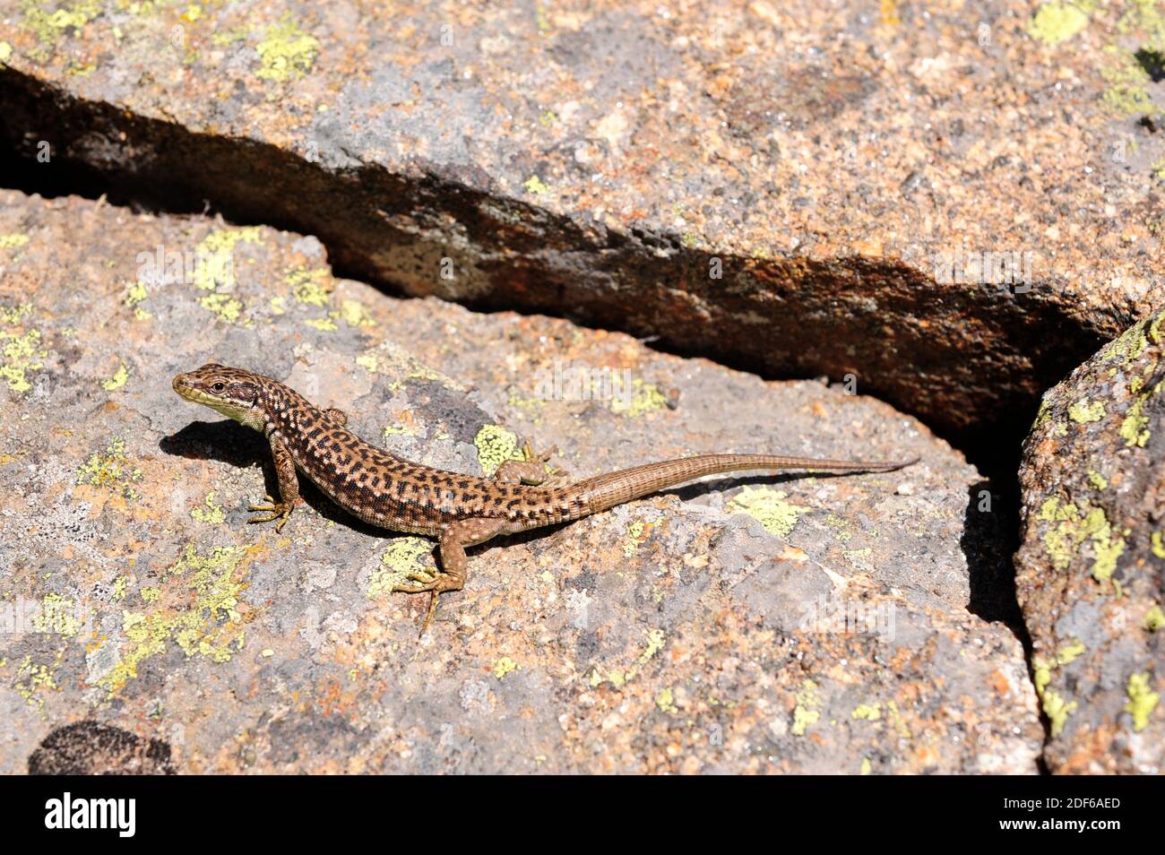 Carpetane lizard (Iberolacerta cyreni) is endemic from Peninsula Iberica (Sistema Central). Squamata. Lacertidae. This picture was taken in Sierra de Stock Photo