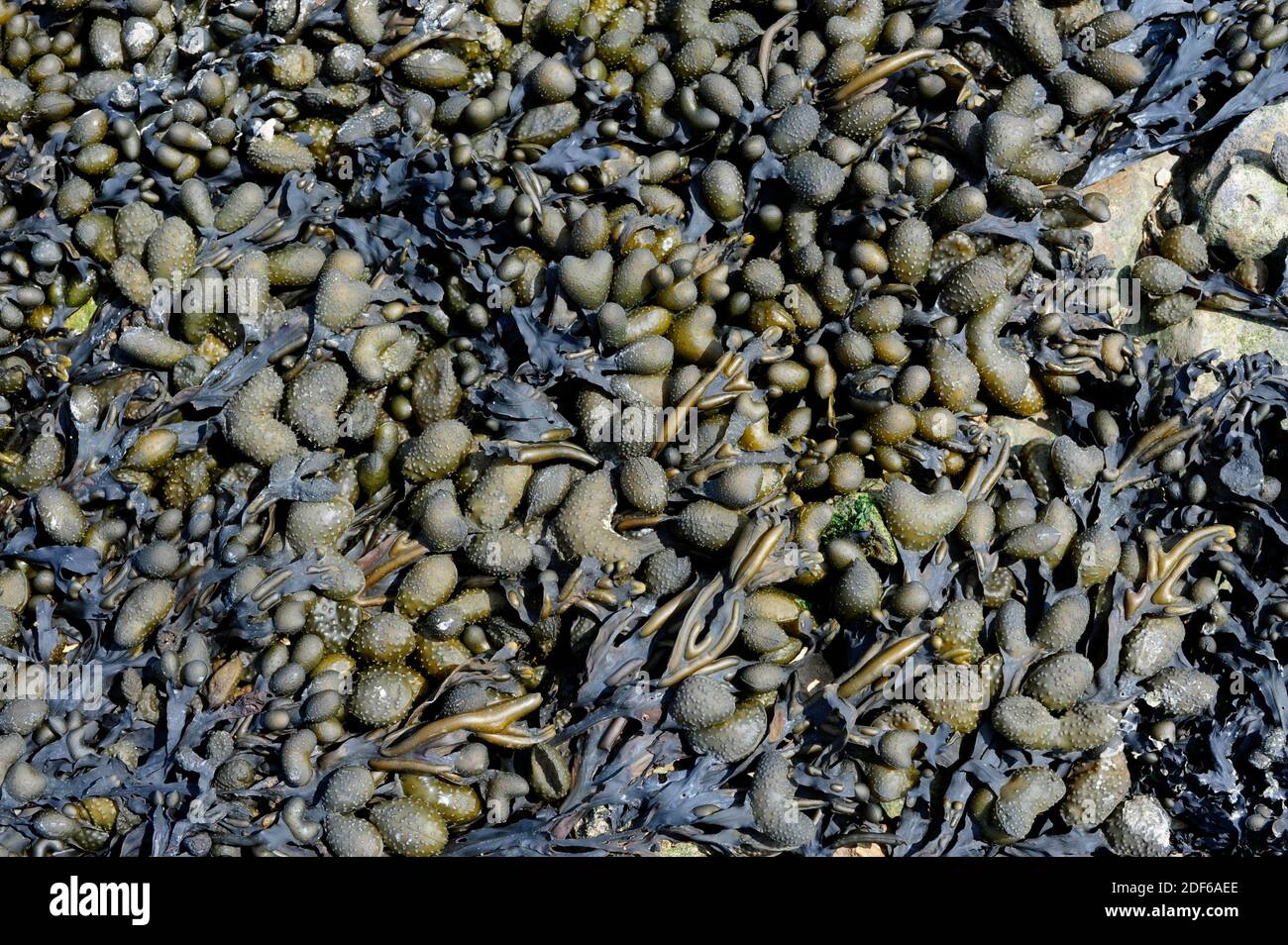Flat or spiral wrack (Fucus spiralis) at low tide. Brown alga. Heterokontophyta. Phaeophyceae. Brittany coast, France. Stock Photo
