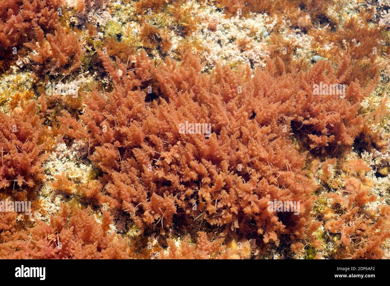 Asparagopsis armata or Falkenbergia rufolanosa is a marine red alga to Australian coasts ans naturalized in Atlantic Ocean and Mediterranean Sea. Stock Photo