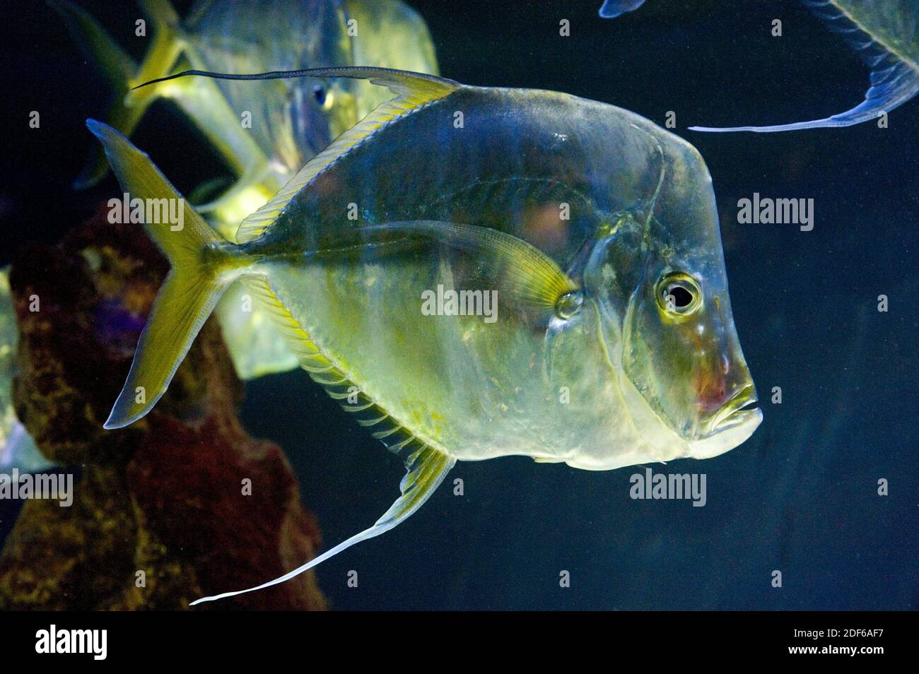 Lookdown (Selene vomer). This fish is caracterized for your bright rhombus-shaped and compressed body. Perciformes. Carangidae. Western Atlantic Stock Photo