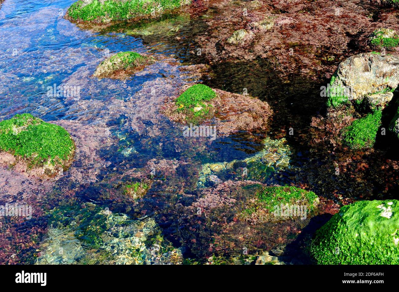 Seaweed in rocky coastline: sea lettuce (Ulva lactuca) and Corallina elongata. Costa Brava, Girona, Catalonia, Spain. Stock Photo
