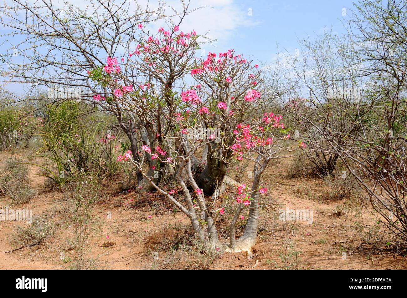 Desert rose, impala lily, mock azalea or sabi star (Adenium obesum somalense) is native to Ethiopia, Somalia and Sudan. This succulent shrub contains Stock Photo