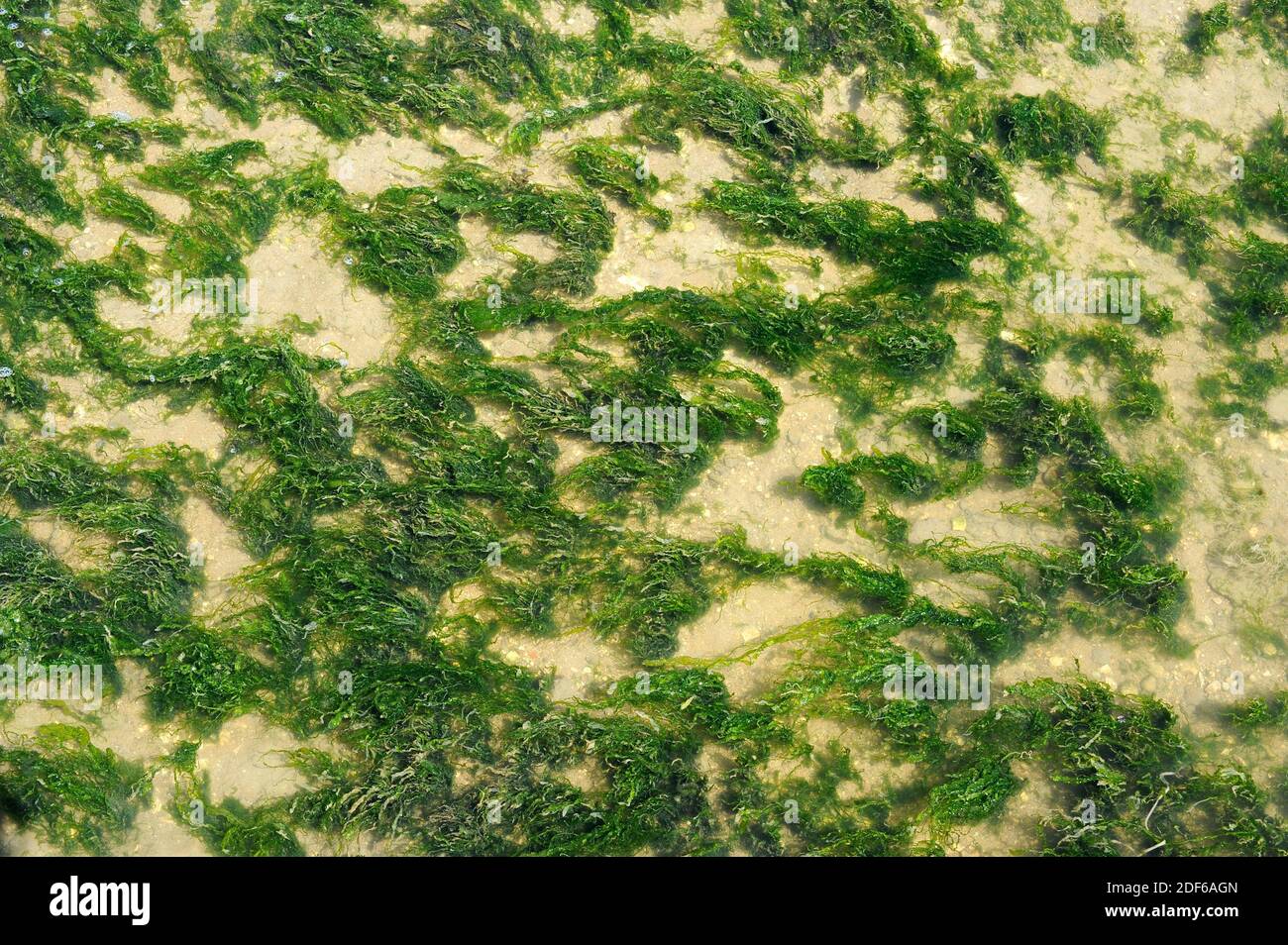 Grass kelp or gutweed (Ulva intestinalis or Enteromorpha intestinalis) is a green alga of tubular appearance. Chlorophyta. Ulvales. Ulvaceae. Delta Stock Photo