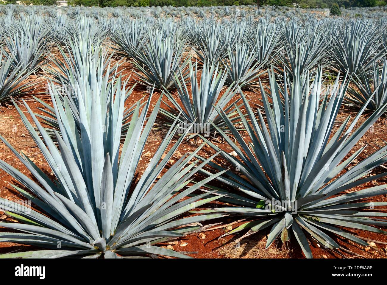 Blue Agave Or Tequila Agave Agave Tequilana Is Cultivated For blue-agave-or-tequila-agave-agave-tequilana-is-cultivated-for