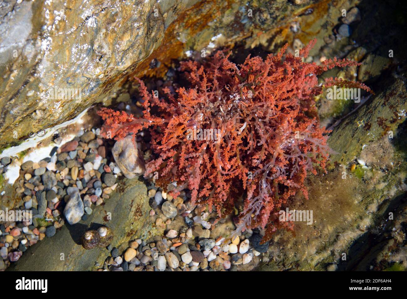 Red alga (Laurencia obtusa). Rhodophyta. Florideophyceae. Ceramiales. Rhodomelaceae. Cabo Ras, Girona, Catalonia, Spain. Mediterranean Sea. Stock Photo