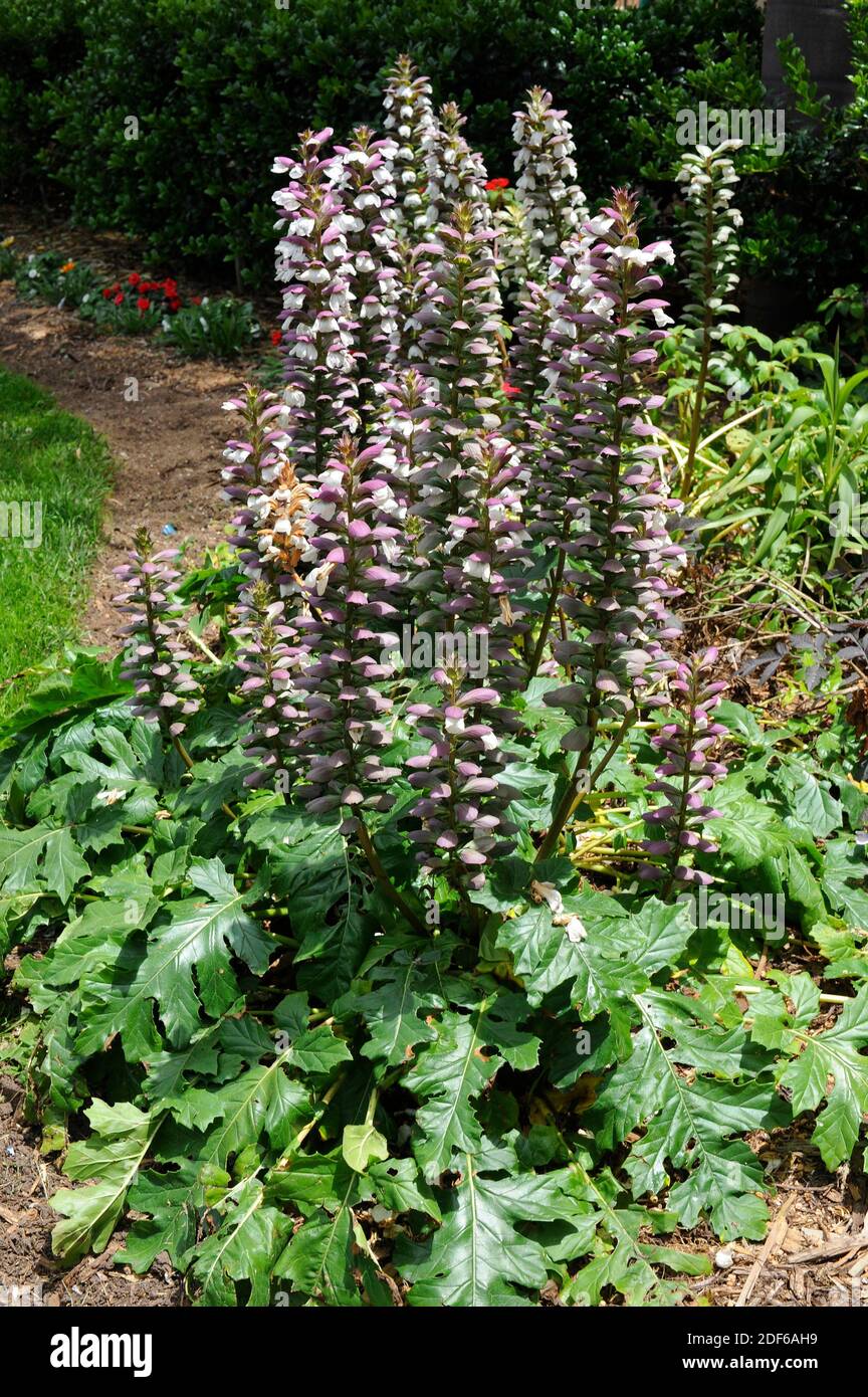 Bear´s breeches or sea dock (Acanthus mollis) is a herbaceous perennial plant regarded as an invasive species. Yours leaves are imited in Corinthian Stock Photo