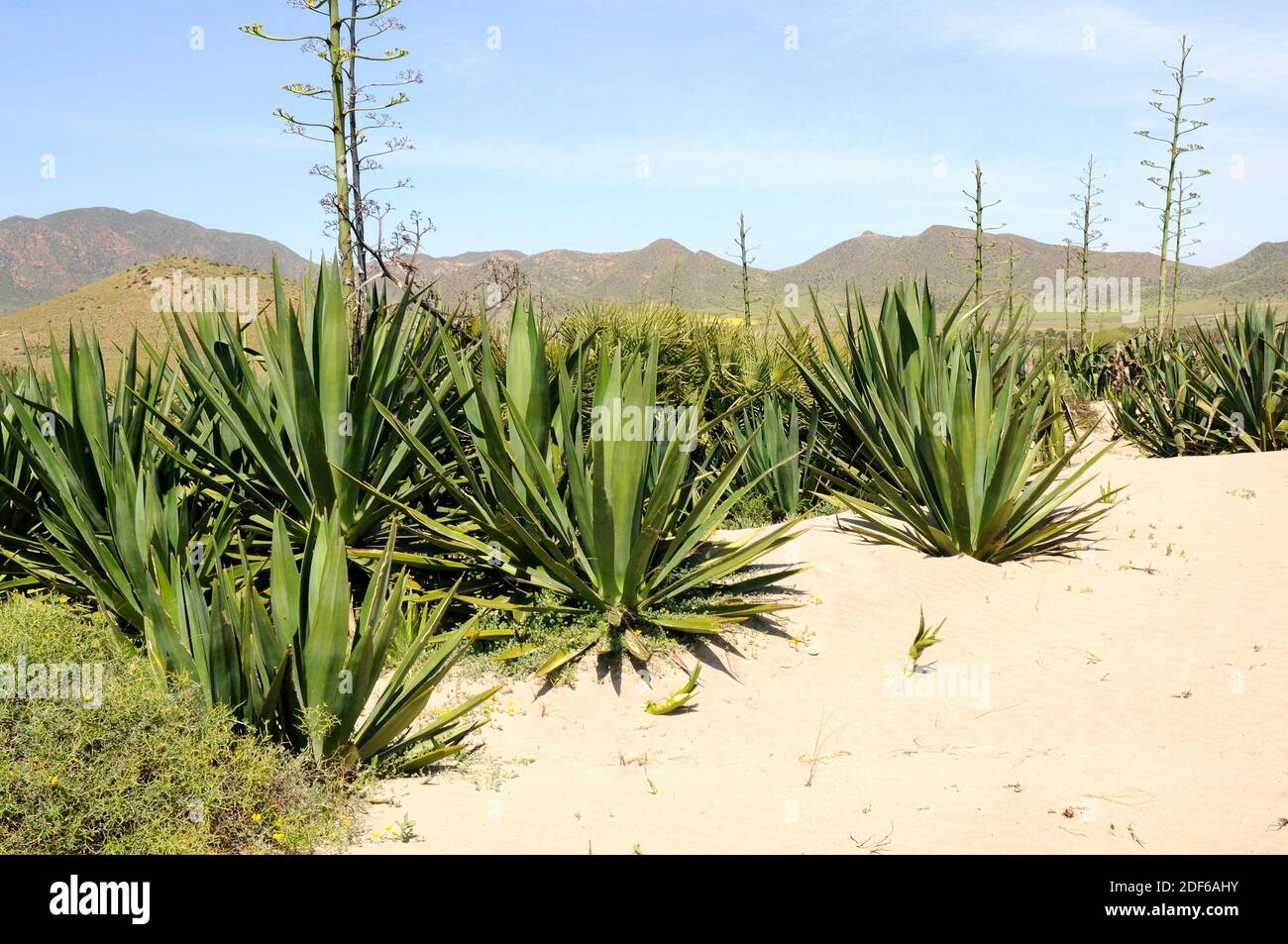 Sisal (Agave sisalana) yields a stiff fibre used in making various products. Is native to southern Mexico but widely cultivated and naturalized in Stock Photo