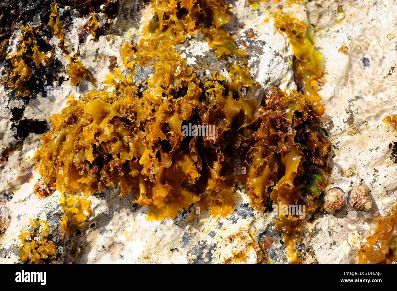Red alga (Rissoella verruculosa) is endemic from Mediterranean Sea and Canary Islands. Rhodophyta. Stock Photo