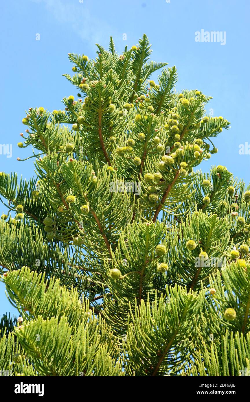 Norfolk Island Pine Tree High Resolution Stock Photography And Images Alamy Norfolk Island Pine Tree High Resolution Stock Photography And Images Alamy