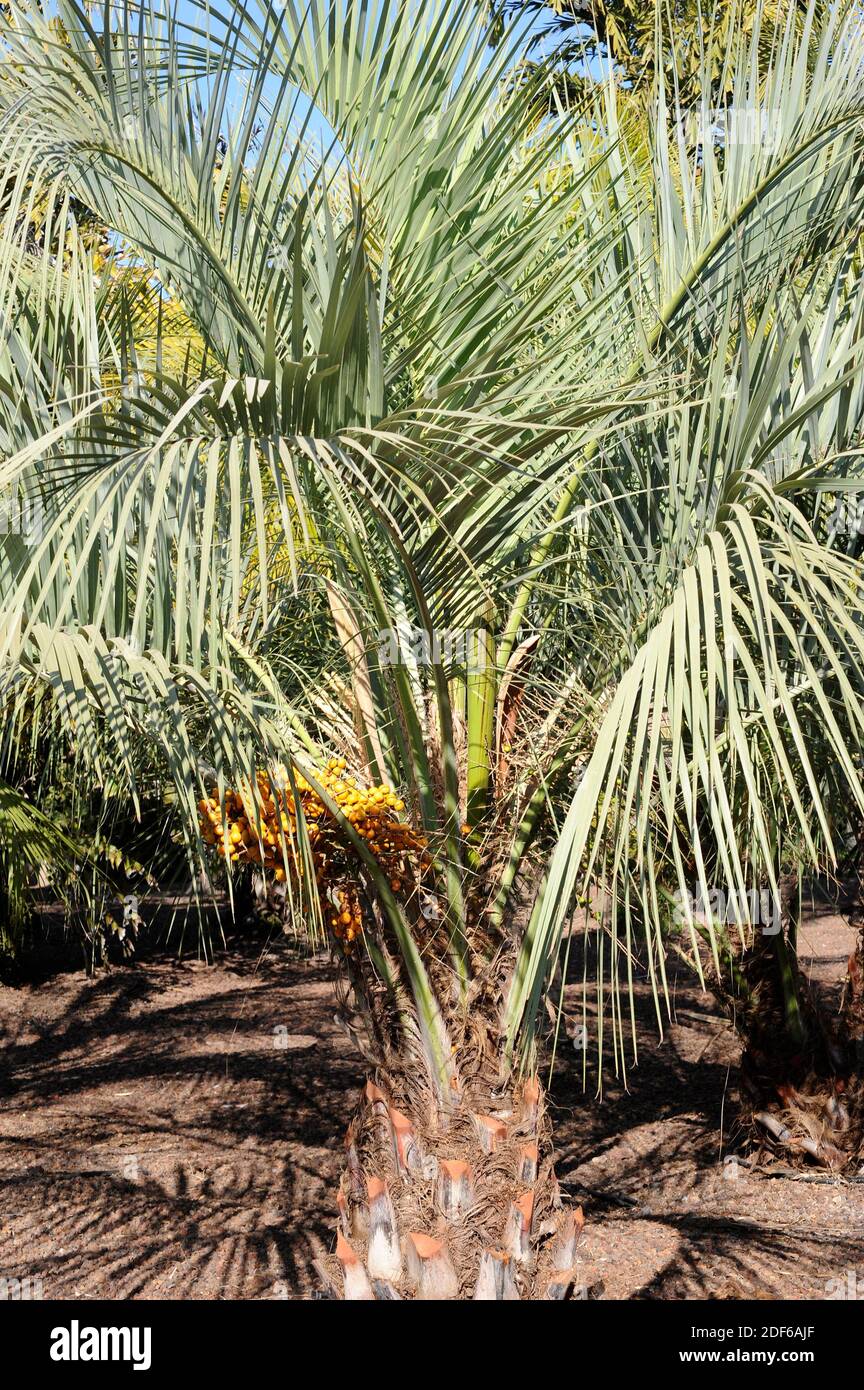 Jelly palm (Butia capitata) is a palm native to southern America (Argentina, Brazil). Tolerates temperatures bellow zero. Angiosperms. Arecaceae. Stock Photo