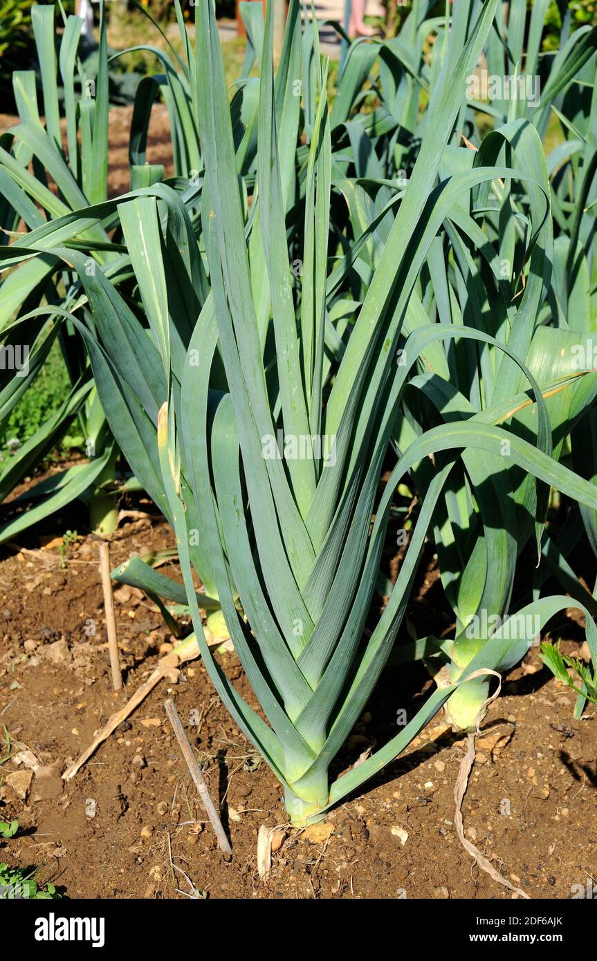 Leek (Allium ampeloprasum porrum) is an onion native to southern Europe and western Asia, but it is cultivated in many countries. Angiosperms. Stock Photo