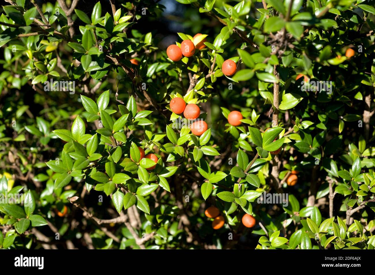 Chainfruit or prickly Alyxia (Alyxia ruscifolia) is a shrub of rainfall areas in Australia. Leaves and fruits detail. Angiosperms. Apocynaceae. Stock Photo