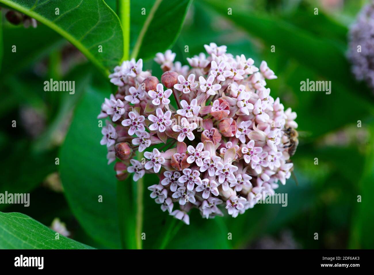Common milkweed or silkweed (Asclepias syriaca) ia a perennial herb (geophyte) native to Canada and northern USA. Your latex are toxic (glycosides) Stock Photo