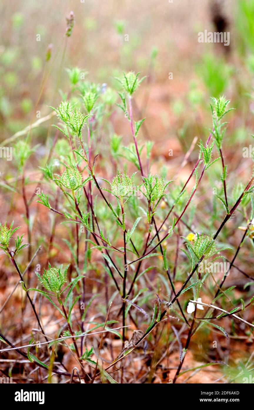 Atractylis cancellata is an annual herb native to Mediterranean region. Angiosperms. Asteraceae. Onda, Castellon, Spain. Stock Photo