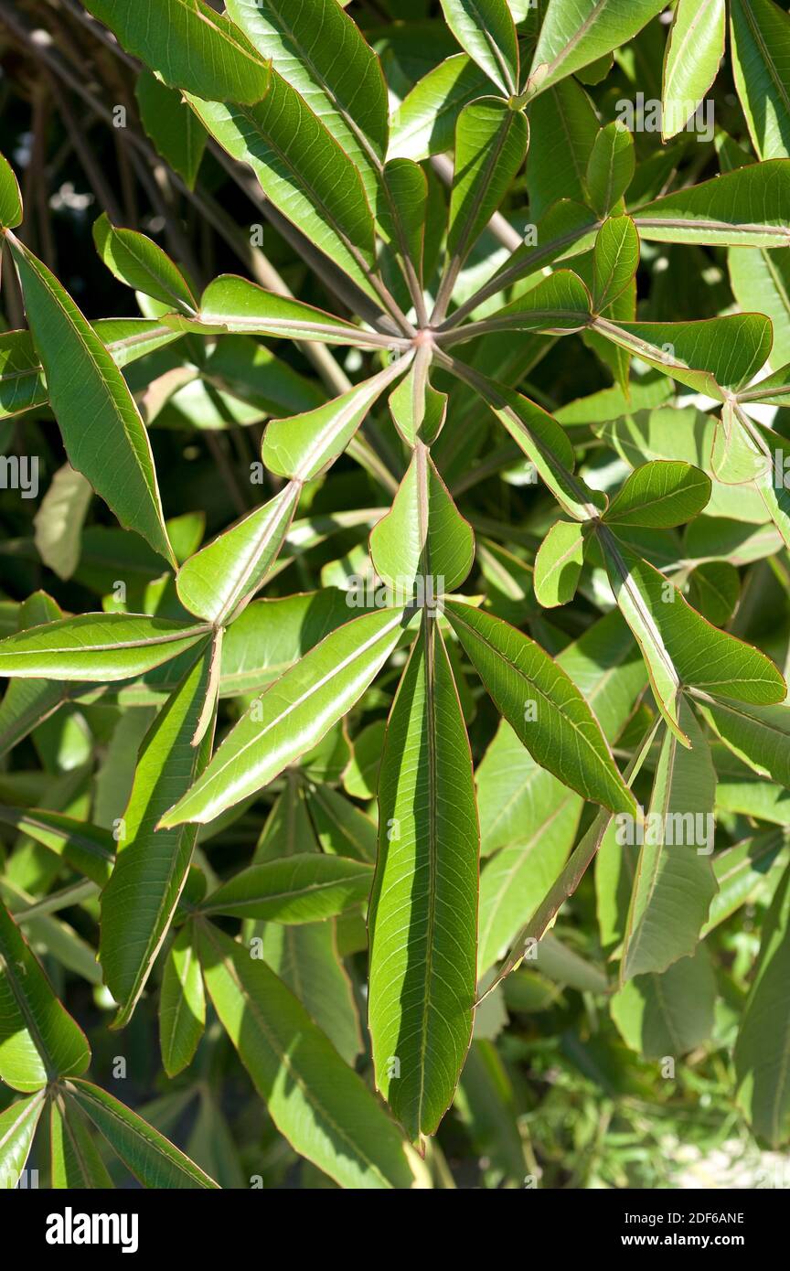 Spiked cabbage tree (Cussonia spicata) is a tree native to sub-Saharan region. The leaves are very originals. Leaf detail. Angiosperms. Araliaceae. Stock Photo