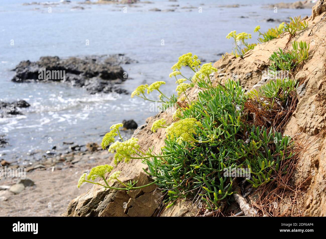 Rock samphire or sea fennel (Crithmum maritimum) is an edible perennial herb native to the Mediterranean coast, Britain, Ireland and Canary Islands. Stock Photo