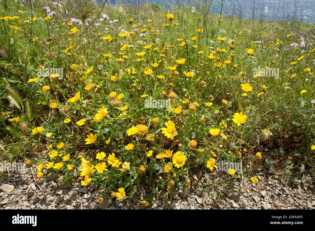 Corn marigold or corn daisy (Chrysanthemum segetum or Glebionis segetum) is a perennial herb native to Mediterranean region. Angiosperms. Asteraceae. Stock Photo
