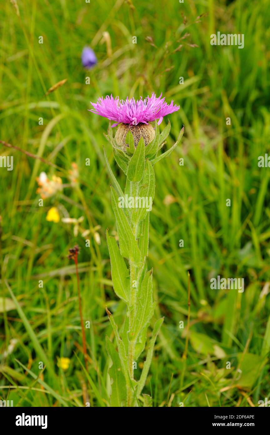 Singleflower knapweed (Centaurea uniflora) is an alpine plant native to Mountains of central and southeast Europe, from Switzerland to Romania. Stock Photo