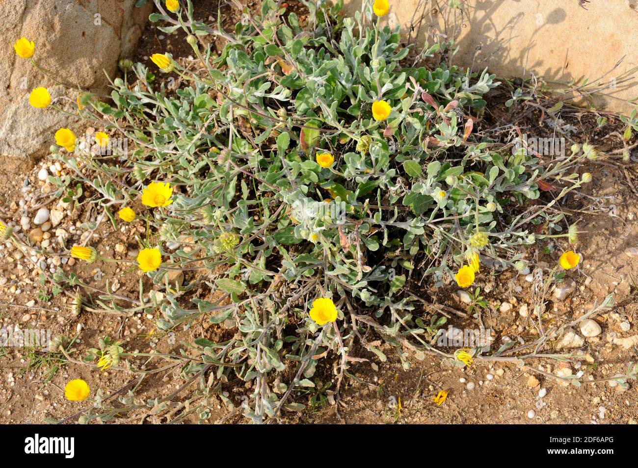 Calendula suffruticosa is a perennial plant endemic to the Mediterranean region. Angiosperms. Asteraceae. Huelva. Andalusia. Spain. Stock Photo