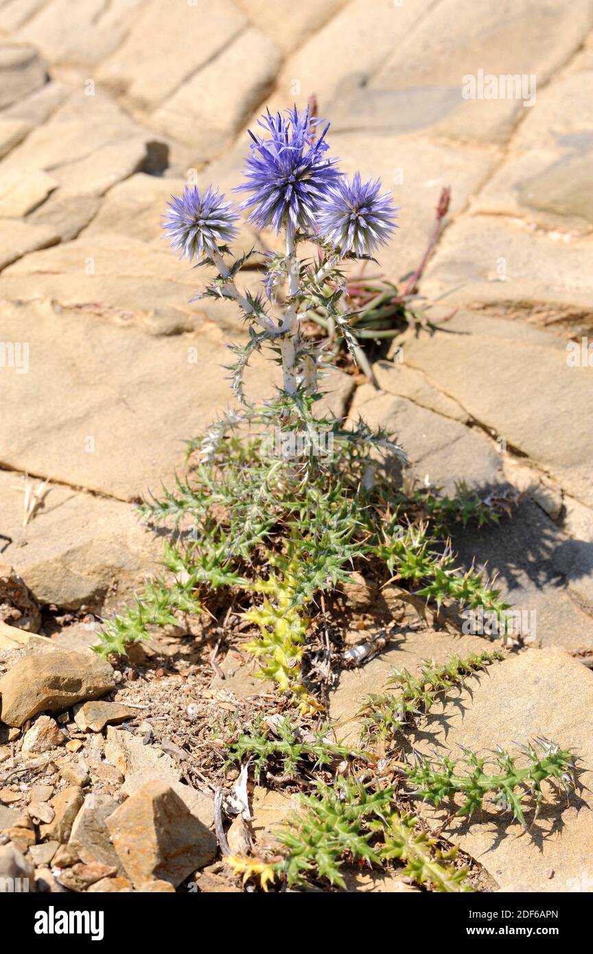Southern globethistle (Echinops ritro) is a perennial and spiny herb