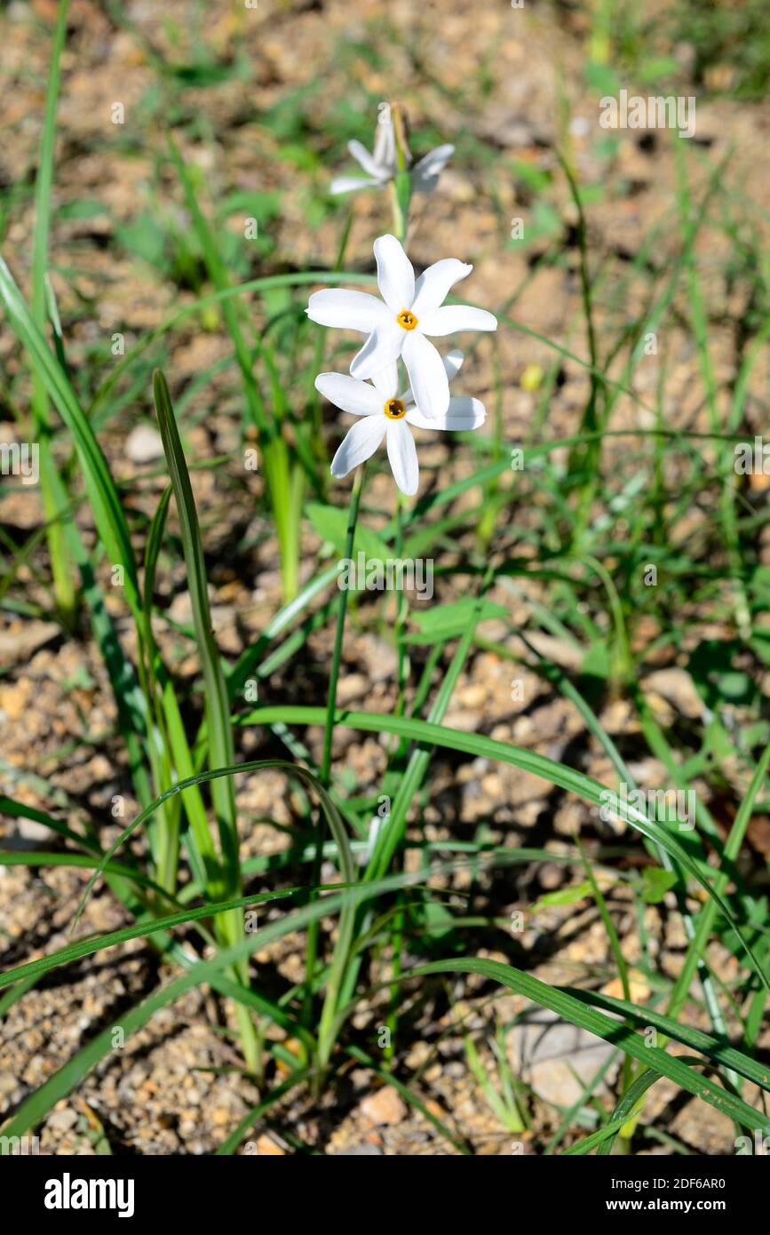 Narcissus (Narcissus obsoletus) is a perennial herb native to Mediterranean basin. Angiosperms. Amaryllidaceae. Murcia. Spain. Stock Photo