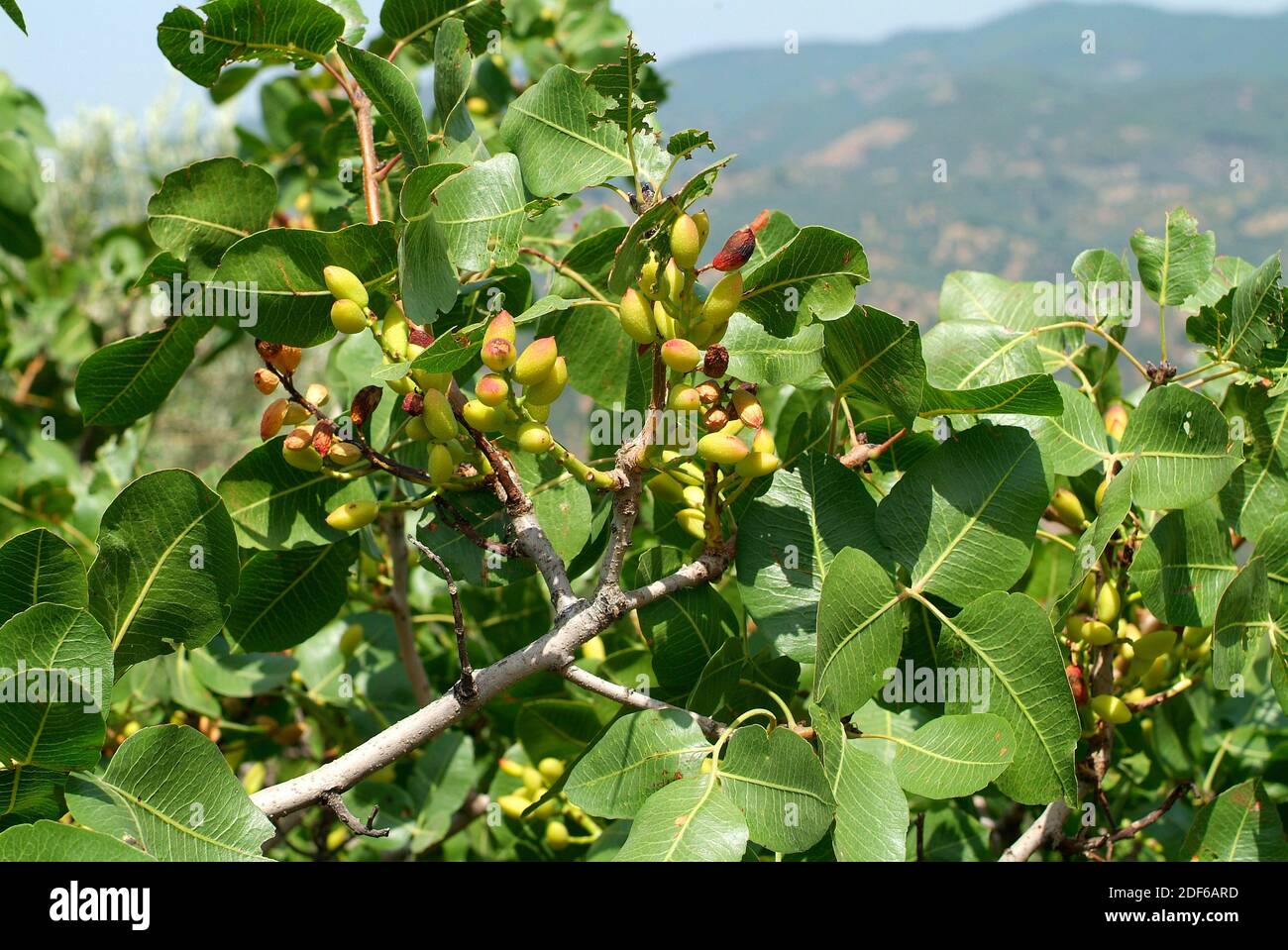 Pistachio (Pistacia vera) is a small deciduous tree native to mountains