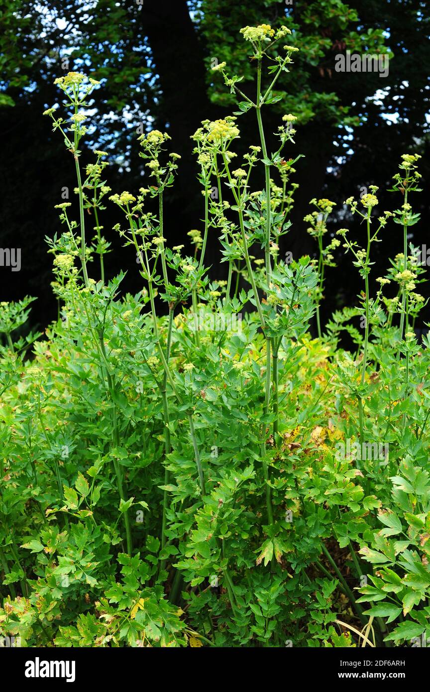 Lovage (Levisticum officinale) is edible perennial herb native to