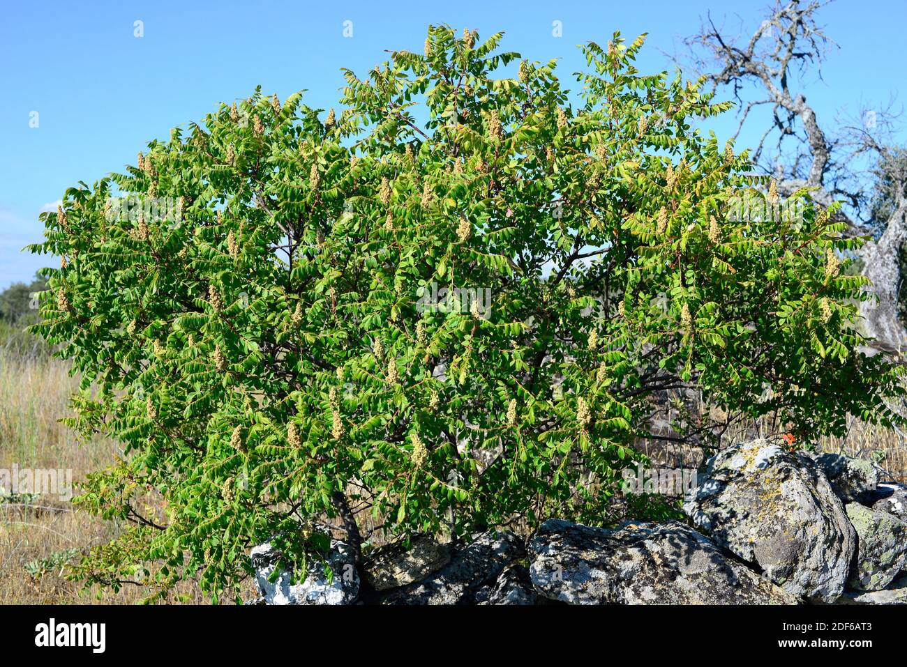 Sicilian sumac or tanner´s sumach (Rhus coriaria) is a deciduous shrub native to southern Europe. Is used for tanning leather. Angiosperms. Stock Photo