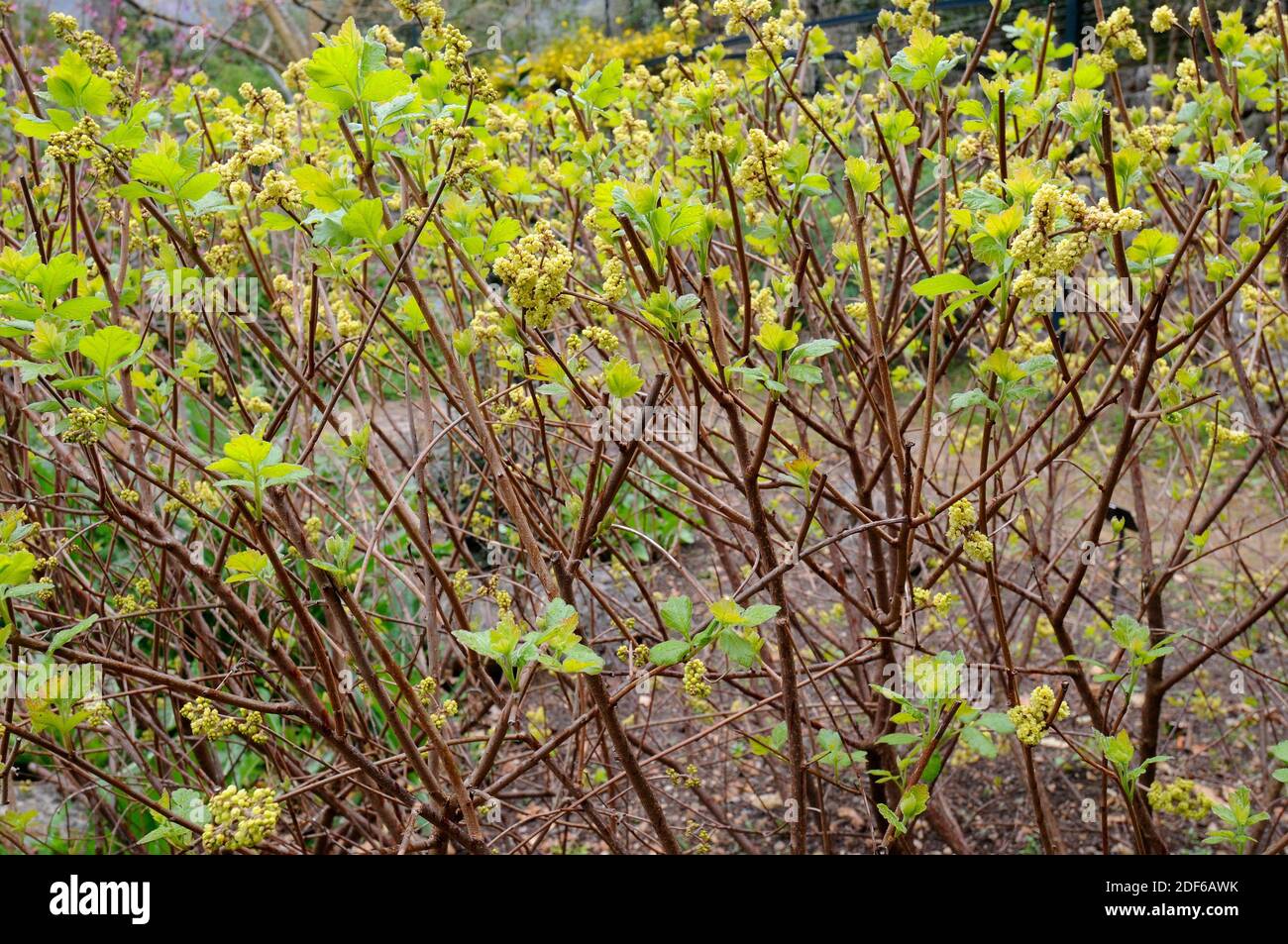 Fragrant sumac (rhus aromatica) hires stock photography and images Alamy