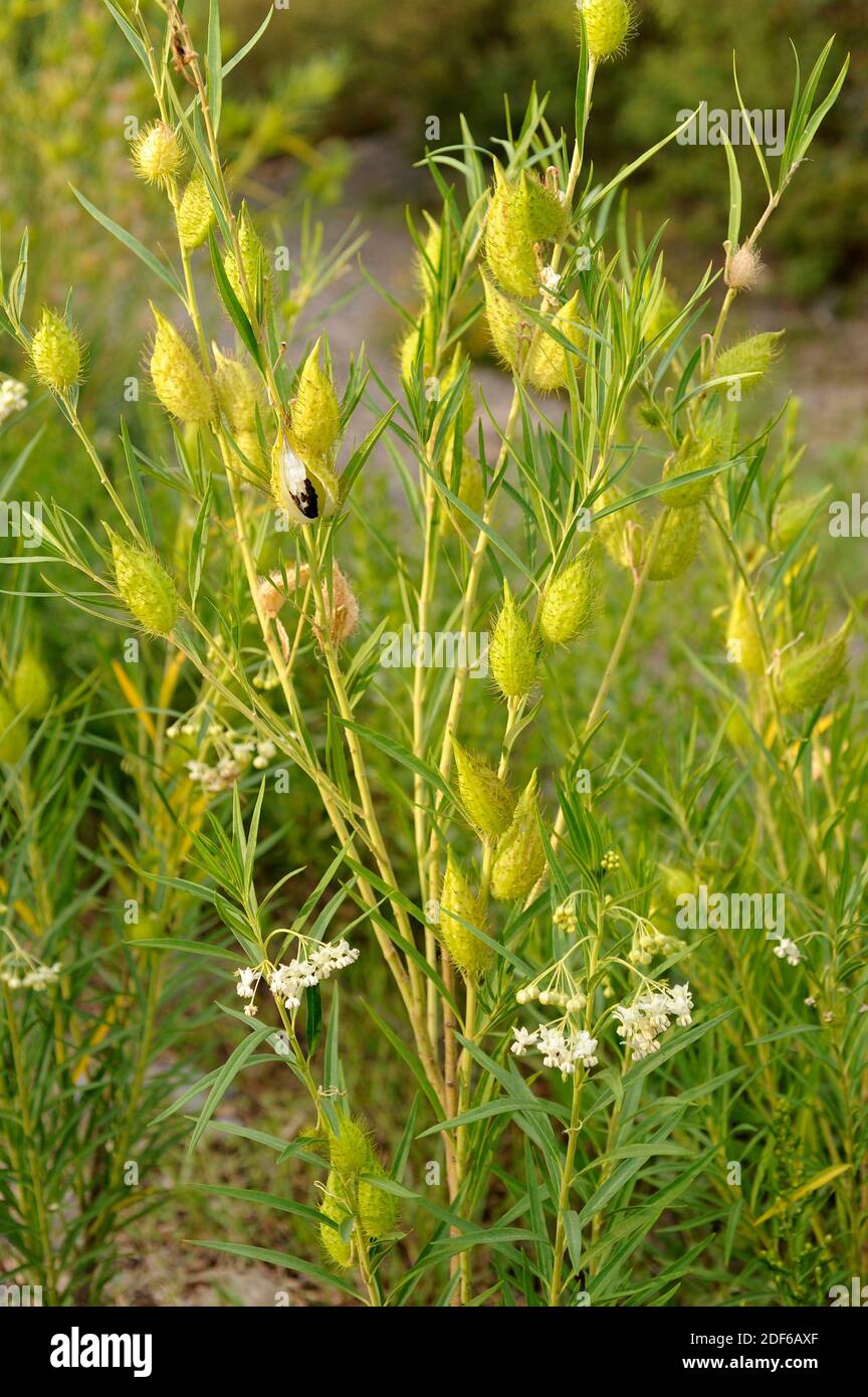 Milkweed or cotton bush (Gomphocarpus fruticosus) is a perennial herb native to South Africa but naturalized in Southern Europe. Is poisonous. Stock Photo