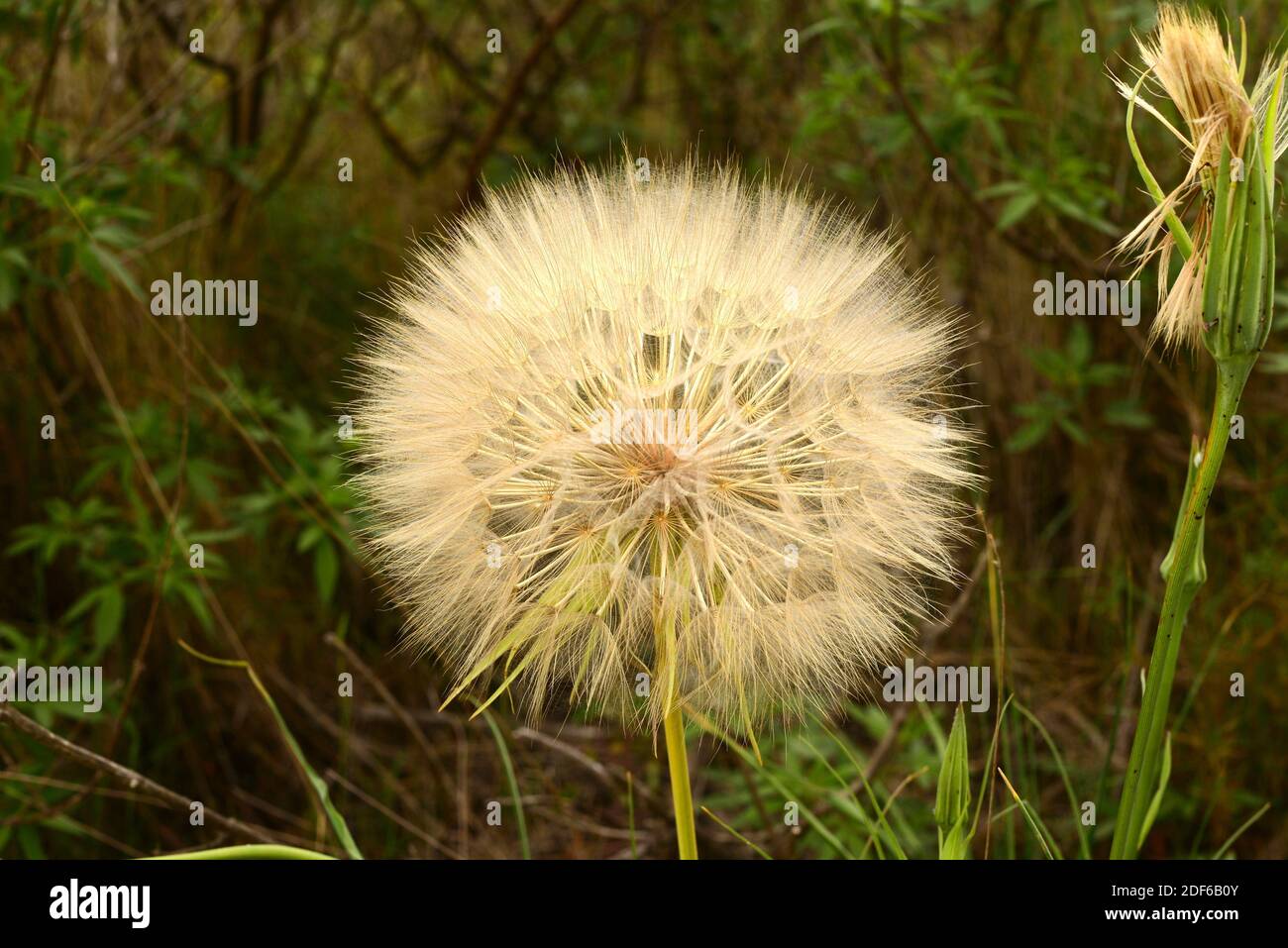 Smooth golden fleece (Urospermum delechampii) is a perennial herb native to western and central Mediterranean and north Africa. Fruits (achene) Stock Photo