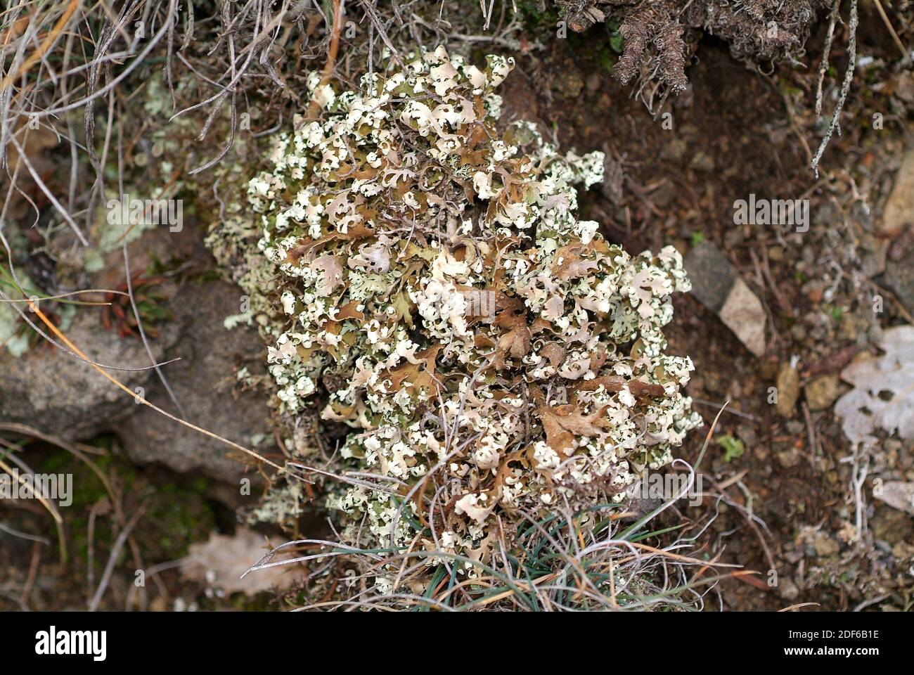 Cladonia convoluta is a lichen with thallus foliose. Fungi. Ascomycota. This photo was taken in La Llacuna, Barcelona, Spain. Stock Photo