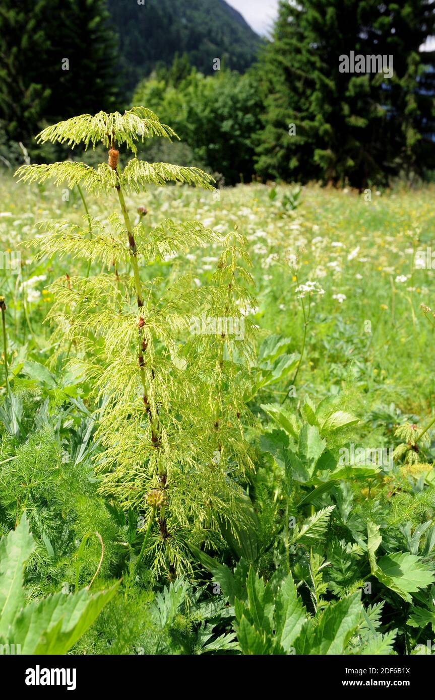 Wood horsetail (Equisetum sylvaticum) is a horsetail native to Northern Hemisphere (Europe, Asia and North America). Pteridophyta. Equisetales. Stock Photo