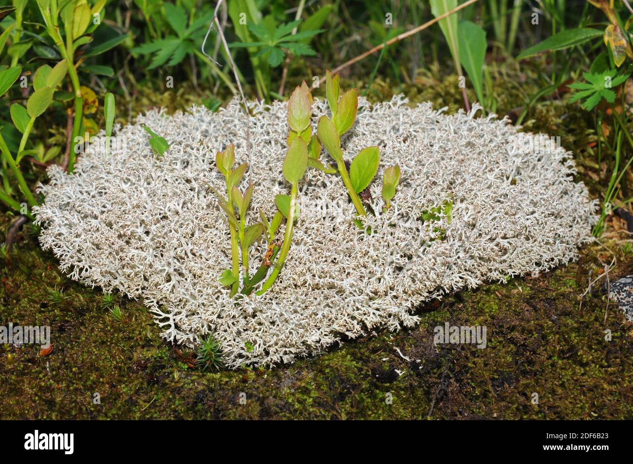 Reindeer lichen or caribou moss (Cladonia rangiferina) is an important foot for reindeers. Fungi. Ascomycota. Cladoniaceae. This photo was taken in Stock Photo