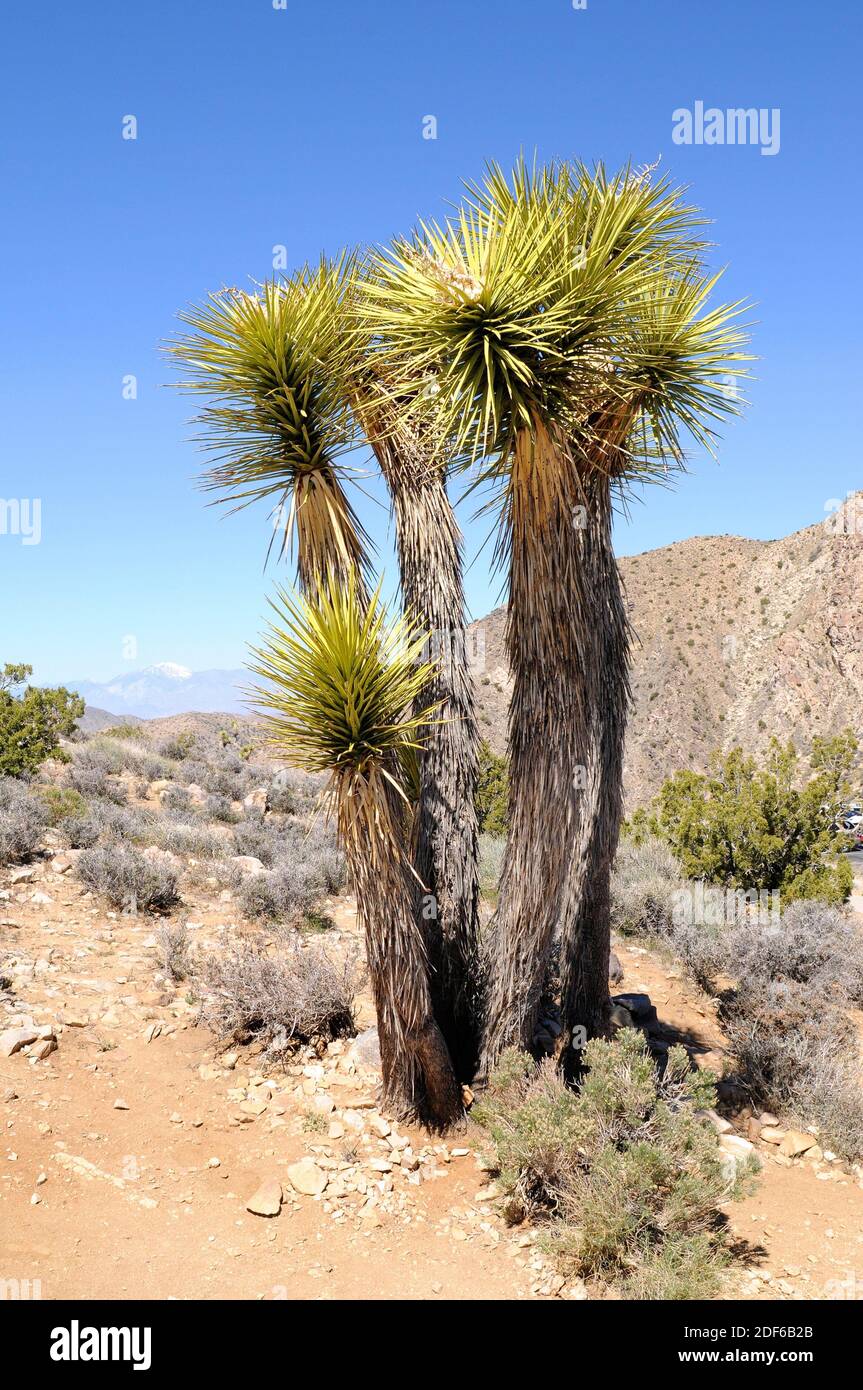 Mojave yucca or Spanish dagger (Yucca schidigera) is a medicinal small ...