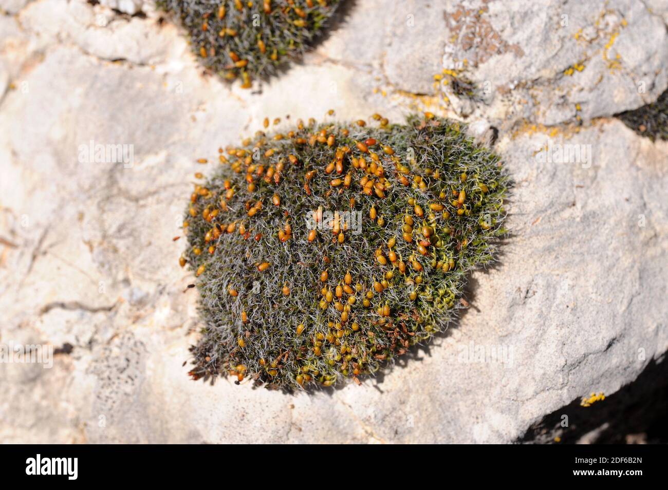 Grimmia orbicularis is a moss in hemispherical cushions of grey-green color. Grow up limestone rocks. Bryophyta. Bryopsida. Grimmiaceae. This photo Stock Photo