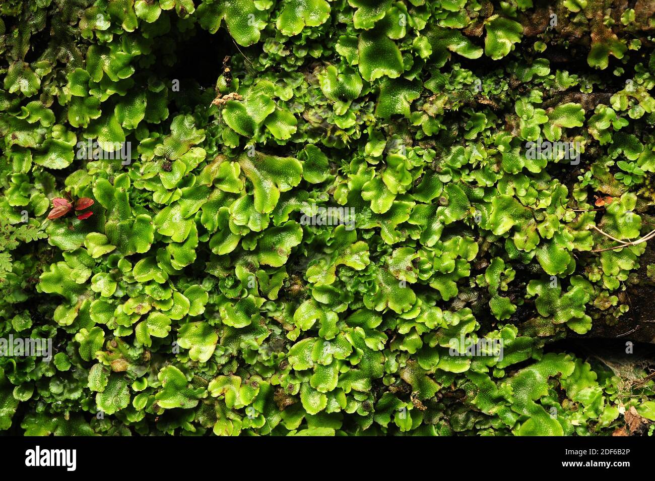 Great scented liverwort or snakeskin liverwort (Conocephalum conicum) is a liverwort with lobular thallus. Marchantiophyta. Conocephalaceae. Stock Photo