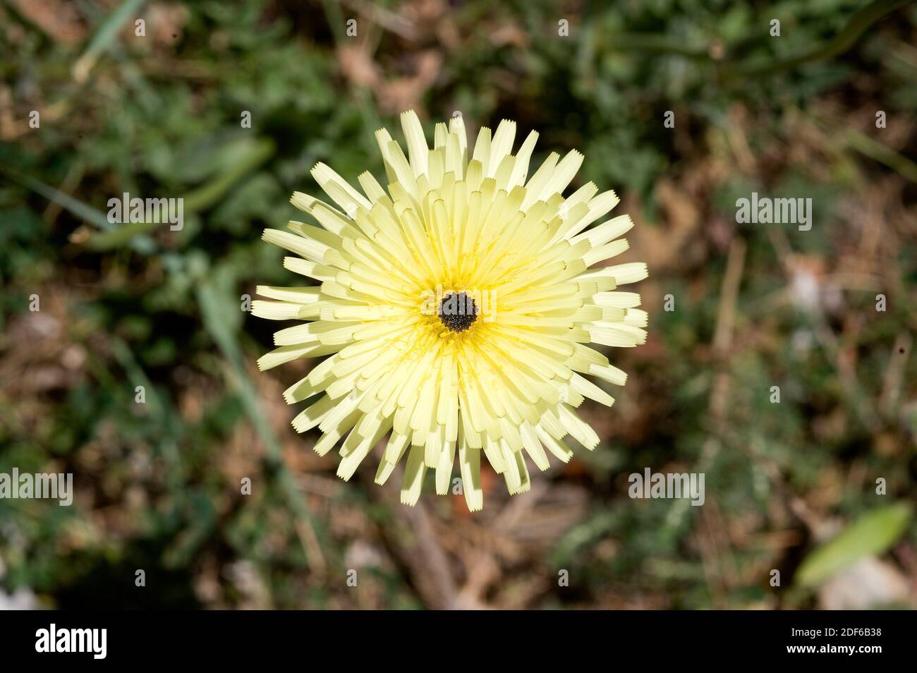 Smooth golden fleece (Urospermum delechampii) is a perennial herb native to western and central Mediterranean and north Africa. Inflorescence detail. Stock Photo