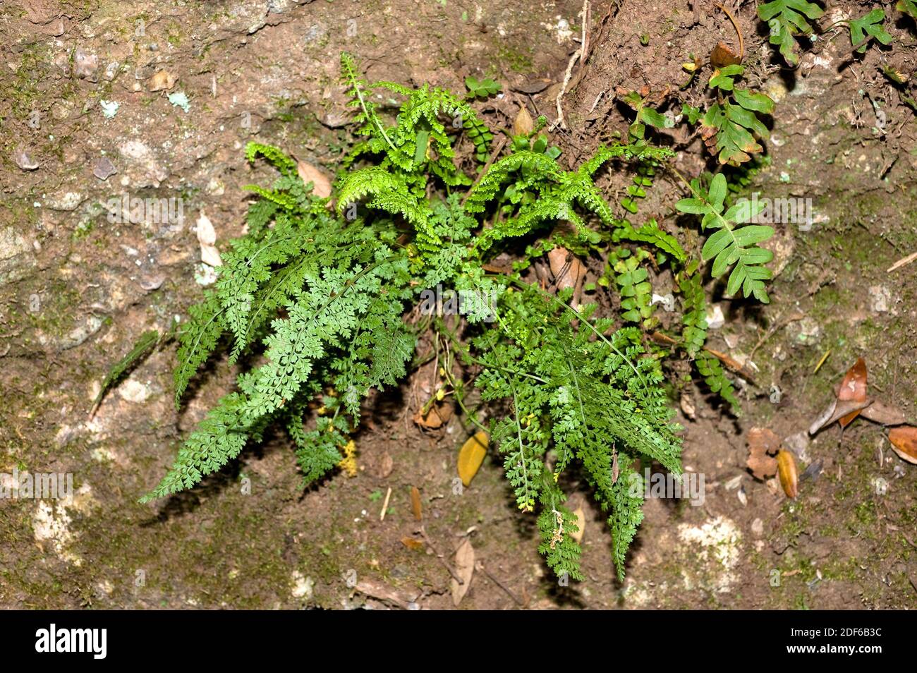 Cliff fern (Asplenium fontanum) with fronds two or three times pinnates. Distribution: Western Europe and North Africa. This photo was taken in Stock Photo