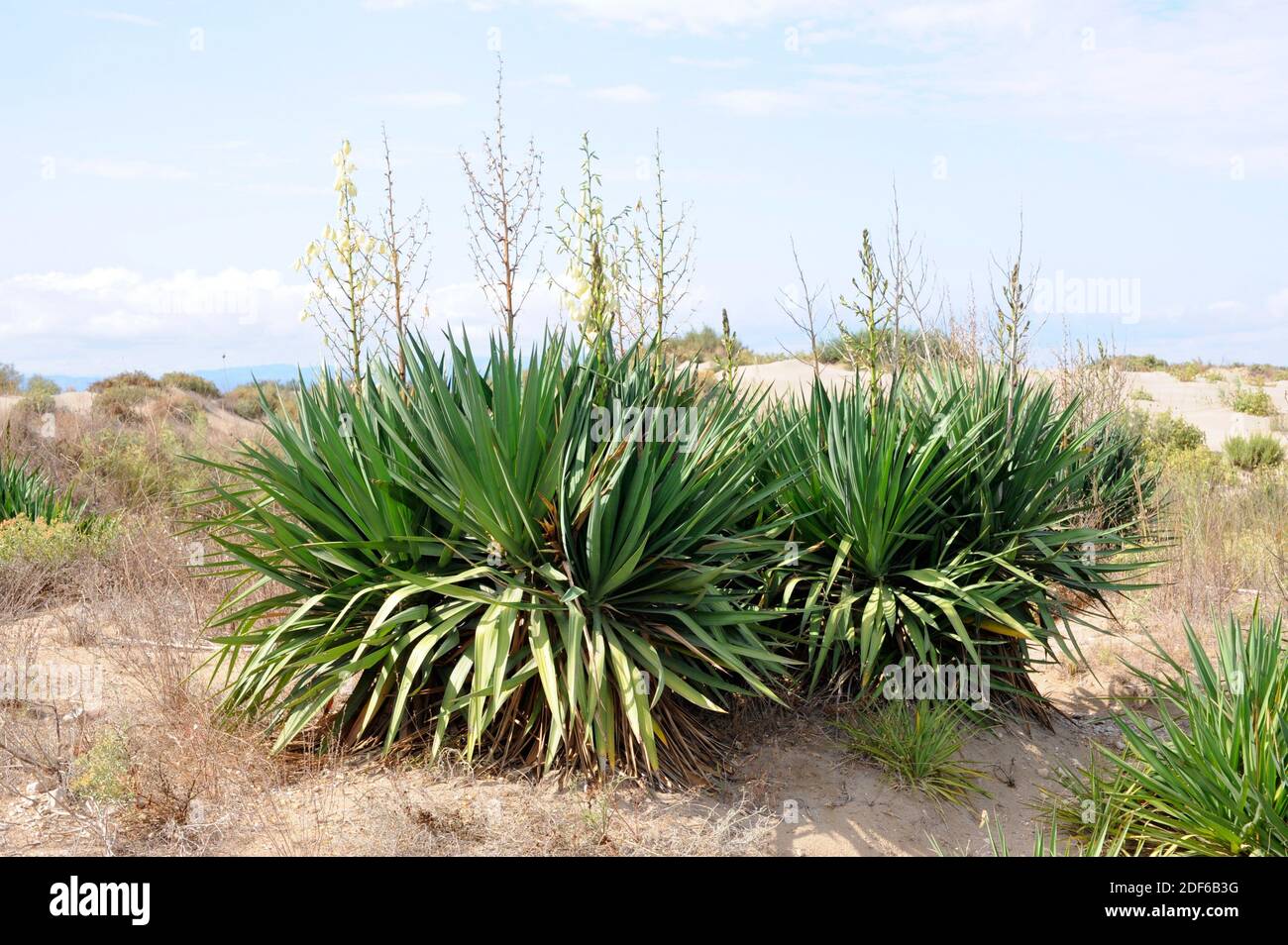 Mound lily or Spanish bayonet (Yucca gloriosa) is a shrub native to the sandy lowlands to southearsten USA but widely naturalized in others regions Stock Photo