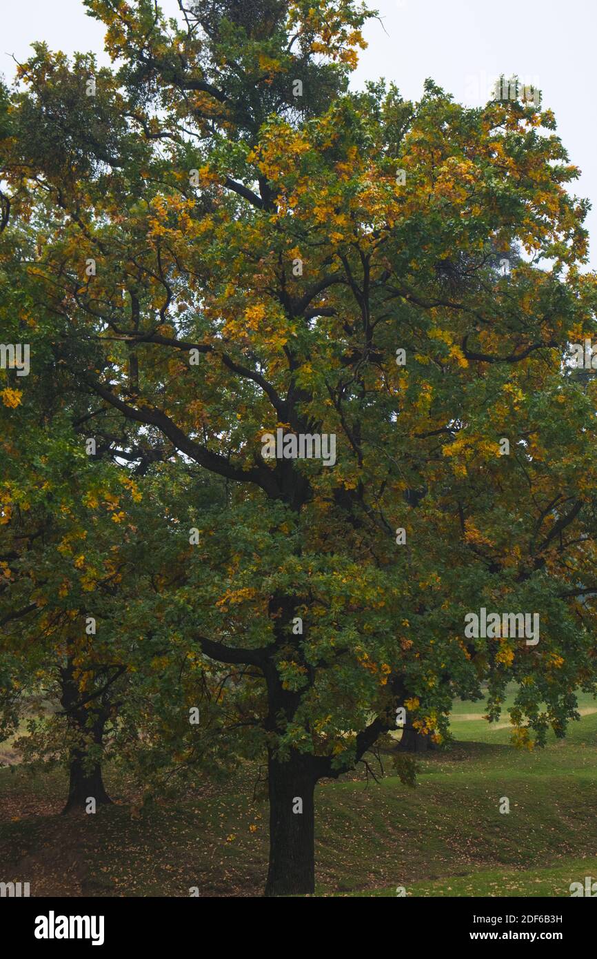 Oak leaves, colorful autumn, nature, beauty Stock Photo