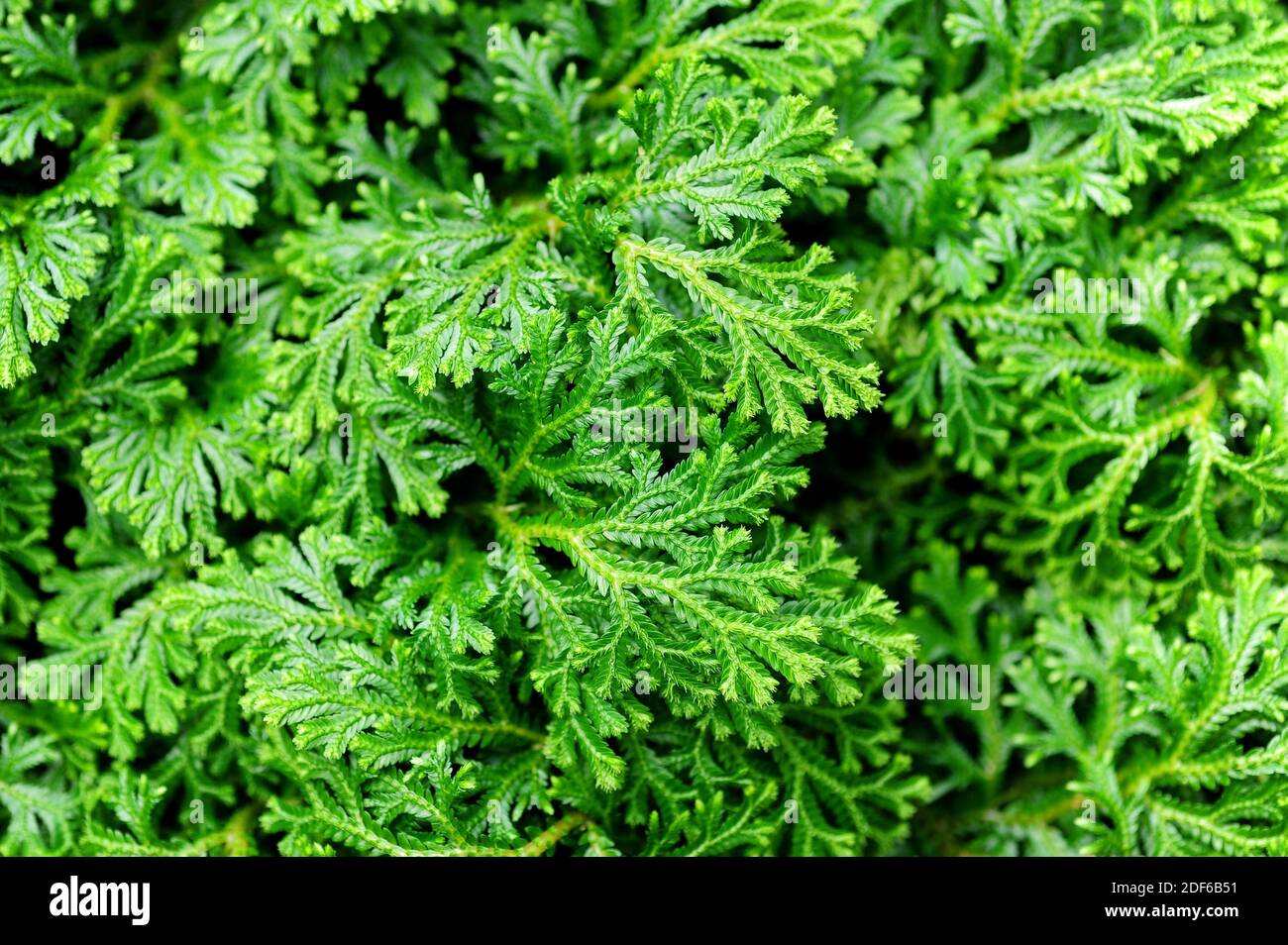 Martens spikemoss or variegated spikemoss (Selaginella martensii) is a lycophyte native to Mexico and Central America. It is grown as an ornamental Stock Photo