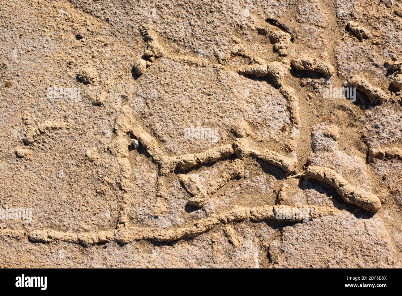 Fossil burrows or ichnofossil. Bioturbation. El Playazo, Cabo de Gata,  Almeria, Andalusia, Spain Stock Photo - Alamy