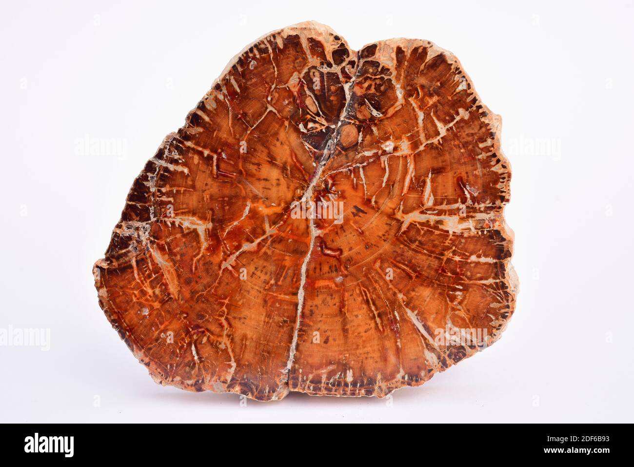 Polished section of Cretaceous trunk fossil with growth rings. This sample comes from Madagascar. Stock Photo