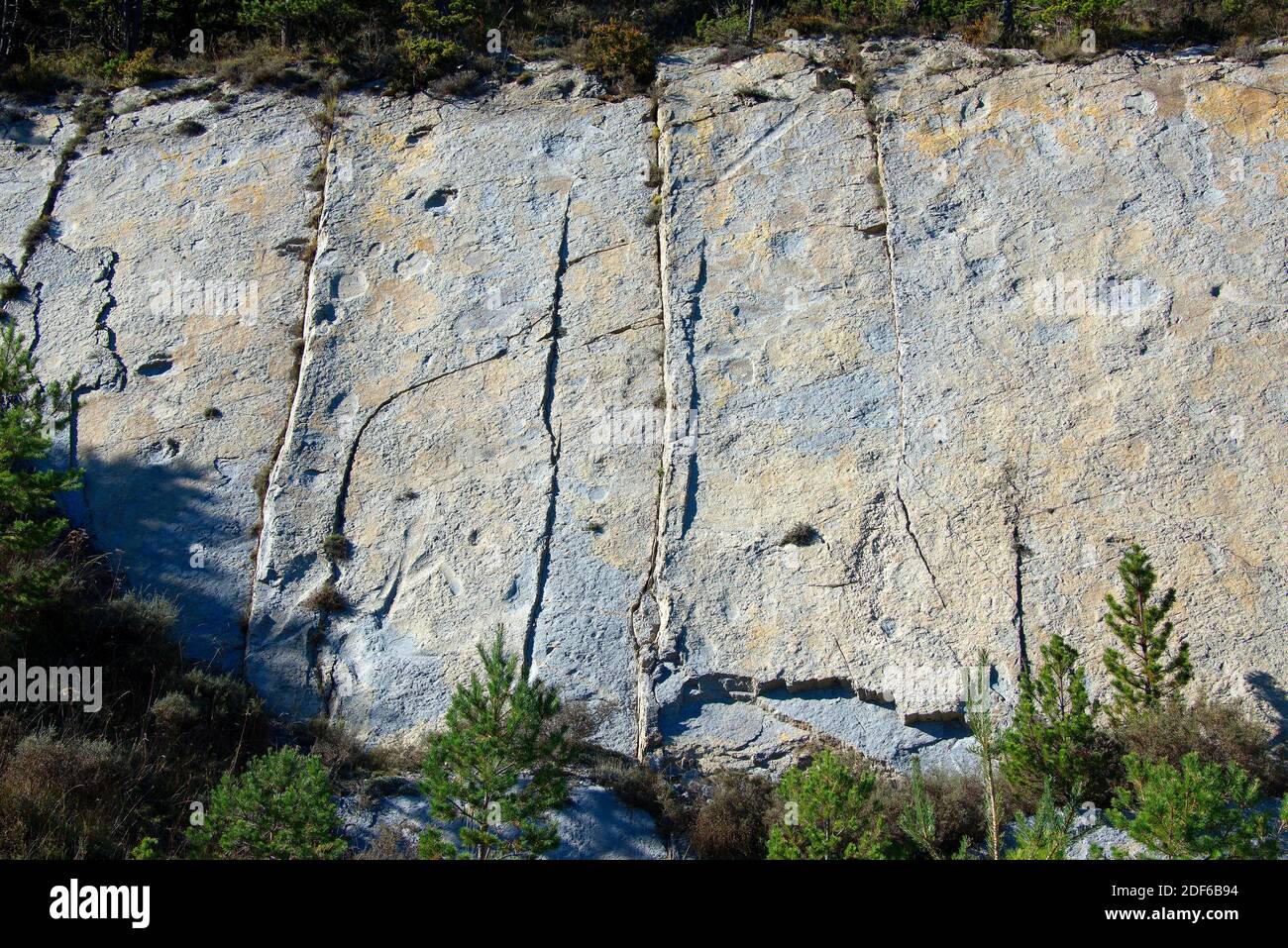 Ichnofossils or trace fossils of sauropods dinosaurs footprints (Titanosaurus). This photo was taken in Mina Esquirol, Figols, Barcelona, Catalonia, Stock Photo