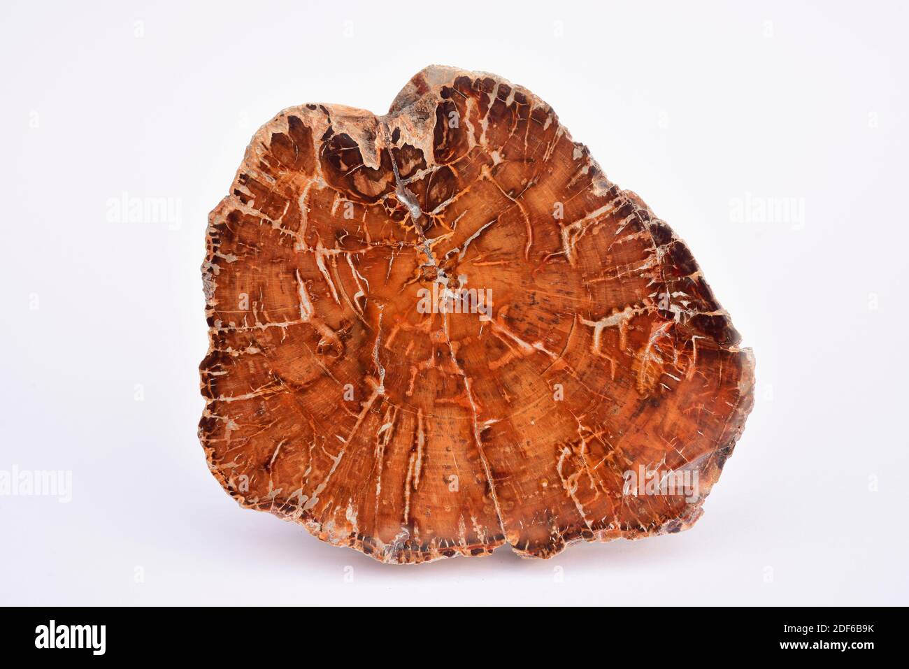Polished section of Cretaceous trunk fossil with growth rings. This sample comes from Madagascar. Stock Photo