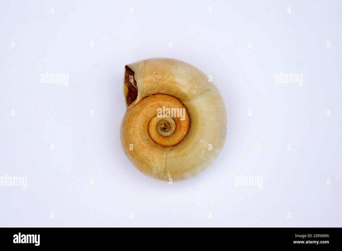 Freshwater snails hi-res stock photography and images - Alamy