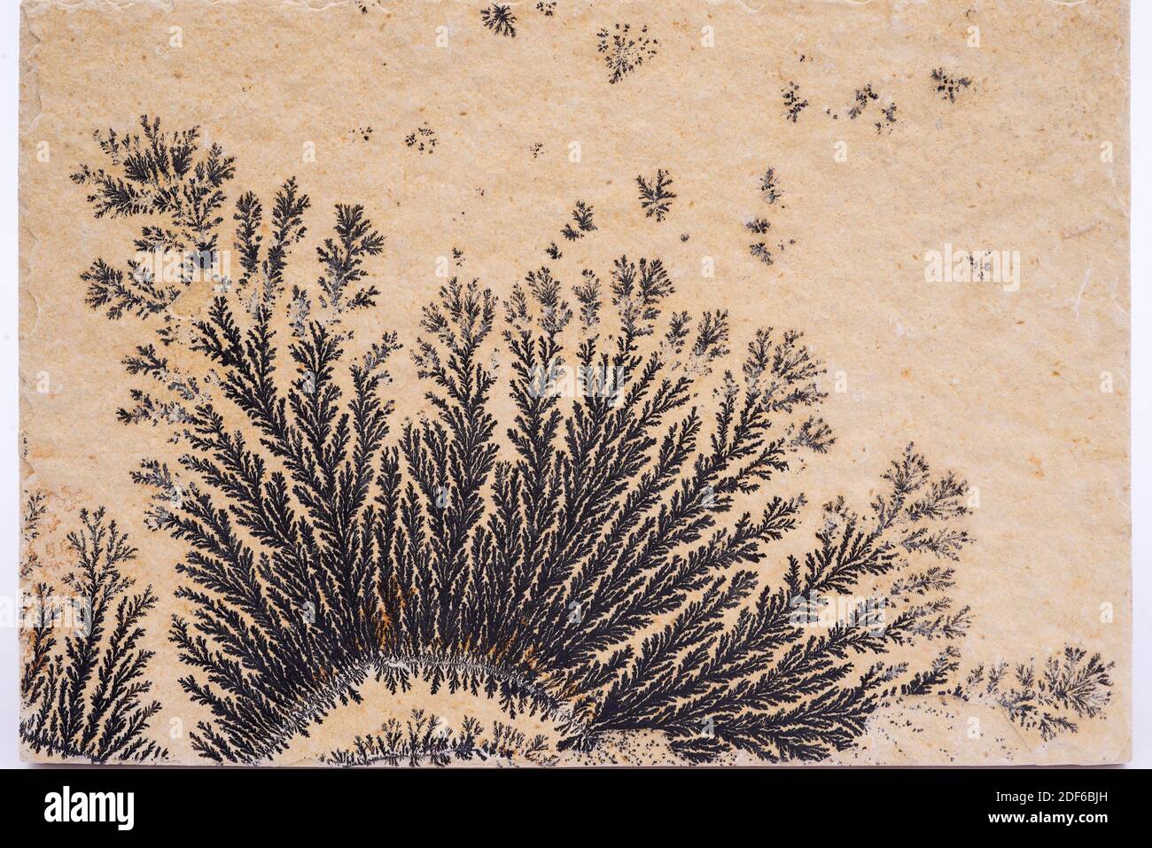 Dendritic crystals of pyrolusite on limestone. Pyrolusite is a mineral composed of manganese dioxide. Stock Photo